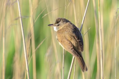 Büyük bir sazlık bülbülü, akrocephalus arundinaceus 'un yakınında, bahar sabahının erken saatlerinde sazlıklarda öten kuş.