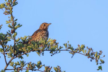 Bir Song ardıç kuşu, Turdus Philomelos kuşunun sıcak bir günbatımı sezonunda ağaçta ötüşü..