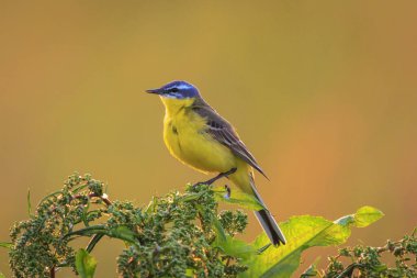 Erkek batı sarı kuyruklu kuş Motacilla Flava 'nın kapanışı bahar sezonunda gün batımında bitki örtüsünde şarkı söylüyor..
