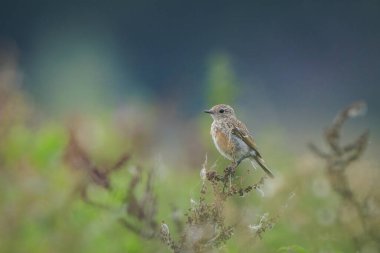 Stonechat, Saxicola rubicola, Juvenile kuşunun sabah güneşi altında şakıması.
