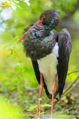 Yeşil bir ormanda dinlenen siyah bir leyleğin yakın çekimi, Ciconia zencisi.