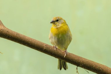 Bir safran ispinozuna yakın, Sicalis flaveola, bir ormana tünemiş..