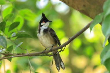 Kırmızı-viskerli veya tepeli bulbul, Pycnonotus jocosus, bir yağmur ormanları içinde tünemiş