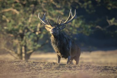 Kızıl geyik erkek, servus elaphus, çiftleşme mevsiminde mor fundaların açtığı ormanın yakınındaki bir tarlada çiftleşiyor..