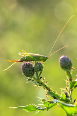 Konosefalus fuskusu, uzun kanatlı koni başlı çayırda dinlenen cırcır böceği.