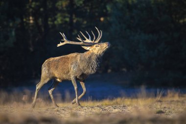 Kızıl geyik erkek, servus elaphus, çiftleşme mevsiminde mor fundaların açtığı ormanın yakınındaki bir tarlada çiftleşiyor..