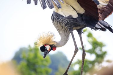 Uganda 'nın ulusal kuşu Balearica regulorum, gri taçlı vincin yakın çekimi.