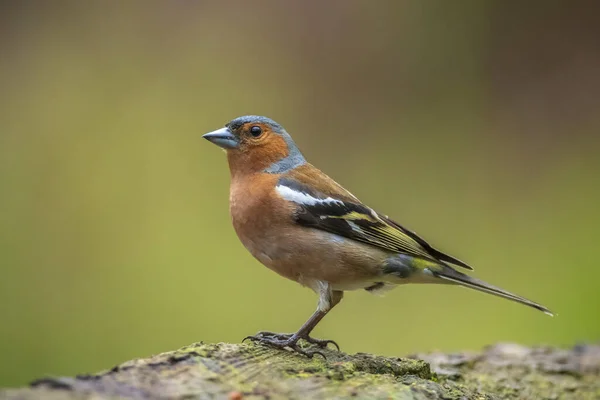 stock image Closeup of a male chaffinch, Fringilla coelebs, singing on a tree in a green forest.