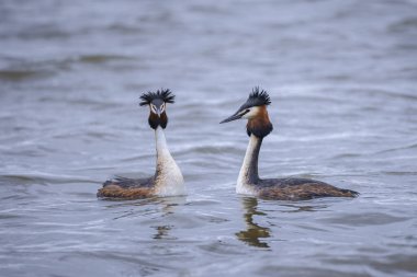 İki büyük ibikli yunus, Podiceps kristali, bahar mevsiminde çiftleşme.