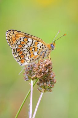 Knapweed fritiller, Melitaea phoebe, kelebek dinleniyor ve güneş ışığında tozlaşıyor..