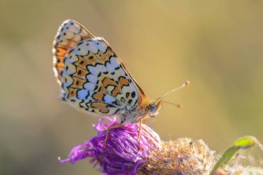Glanville Fritillary 'e yakın çekim, melitaea cinxia, çayırda çiftleşen kelebek