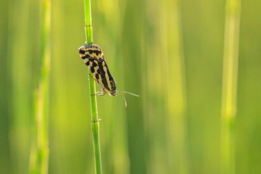 Benekli sülfür, acontia trabealis, çayırda dinlenen güve.