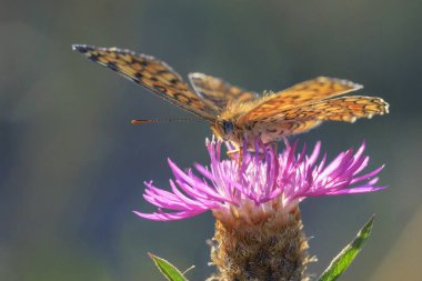 Knapweed fritiller, Melitaea phoebe, kelebek dinleniyor ve güneş ışığında tozlaşıyor..