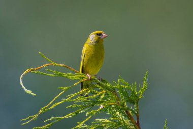 Baharda renkli ispinoz erkek kuş kloris klorisi şarkı söyler