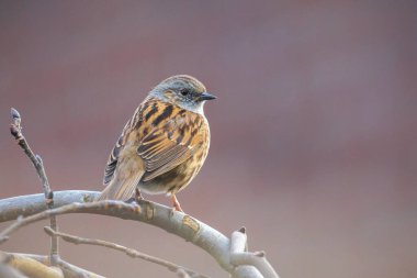 Dunnock 'un yakın çekimi, Prunella modülleri, ağaç vitrininde bir kuş ve ilkbaharda bir dişiyi cezbetmek için sabahın erken saatlerinde şarkı söylemesi..