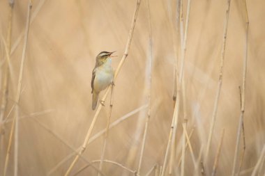 Sedge Warbler kuşuna yakın olan Acrocephalus schoenobaenus üreme mevsiminde bir dişiyi cezbetmek için şarkı söyler.