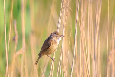 Büyük bir sazlık bülbülü, akrocephalus arundinaceus 'un yakınında, bahar sabahının erken saatlerinde sazlıklarda öten kuş.