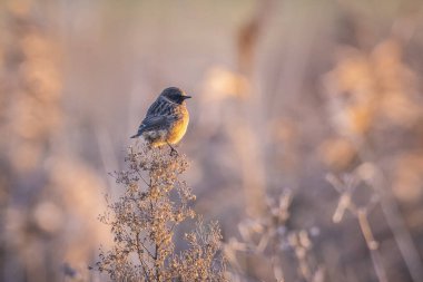 Stonechat, Saxicola rubicola, sabah güneşi altında yakın çekim.