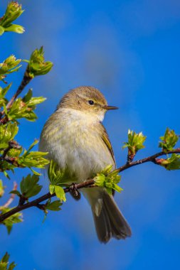 Yaygın bir chiffchaff kuşunun yakın çekimi, Phylloscopus collybita, güzel bir bahar gününde yeşil bir arka planda şarkı söylüyor..