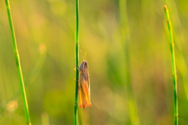 Daha küçük bir bataklık çekirgesinin yakın çekimi, korthippus albomarginatus, güzel güneş ışığı altında bir çayırda tünemiş ve dinleniyor..