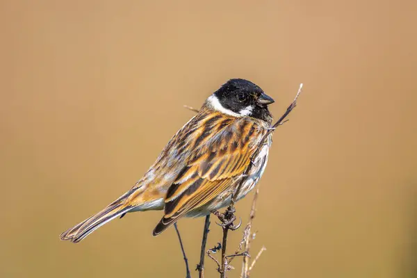 stock image Closeup of a common reed bunting male bird, Emberiza schoeniclus, singing during Spring season