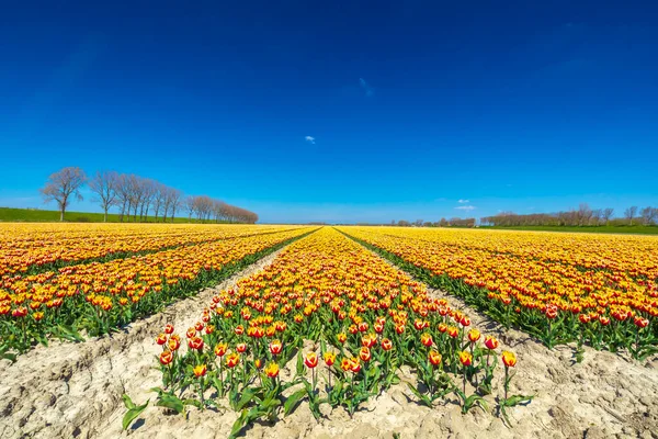 五彩缤纷的荷兰黄色的红色郁金香在蓝天下绽放 荷兰泽兰 免版税图库照片