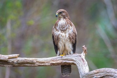 Sıradan bir akbaba, Buteo Buteo, ormandaki bir ağaca tünemiş yırtıcı kuş.