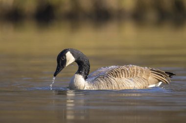 Canadian goose, Branta canadensis, washing, preening and splashing in the water, cleaning his feathers and plumage.. clipart