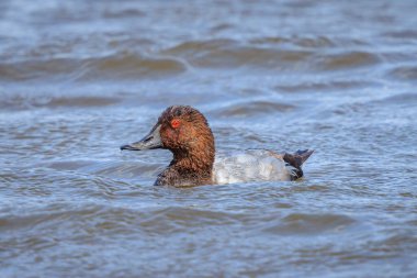 Aythya ferina adındaki sıradan bir meyve bahçesine yakın, gölette yüzen bir su kuşu. Renkli ve güneşli bir gün, düşük bir bakış açısı.