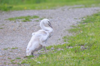 Mute swan, Cygnus olor, cygnets young birds walking in a meadow clipart