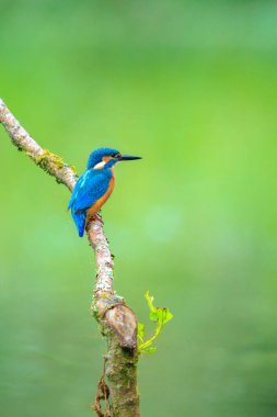 Kingfisher, Alcedo 'ya yakın çekim. Baharın erken saatlerinde gün ışığında bir dalın üzerine tünemiş yiyecek ve balık avlıyordu. Arkaplan yeşil, seçici odak kullanılır.