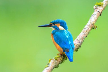 Kingfisher, Alcedo 'ya yakın çekim. Baharın erken saatlerinde gün ışığında bir dalın üzerine tünemiş yiyecek ve balık avlıyordu. Arkaplan yeşil, seçici odak kullanılır.