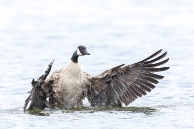 Canadian goose, Branta canadensis, cleaning, preening and splashing in the water, cleaning his feathers and plumage.. clipart
