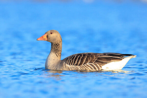 Closeup of a Greylag goose, Anser Anser, swimming in water on a sunny day with clear bluesky