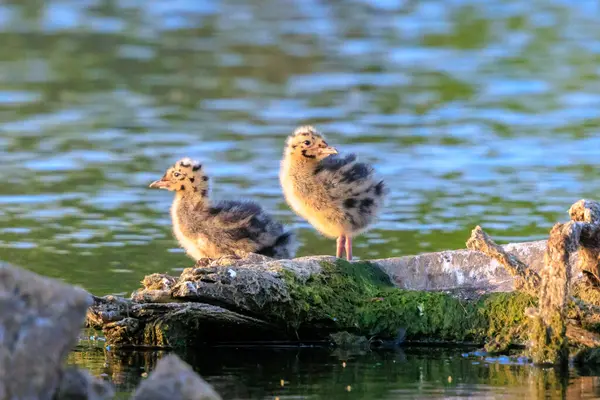 Siyah başlı bir martının yakın çekimi, Chroicocephalus ridibundus, yuvadan ayrılan küçük civcivler