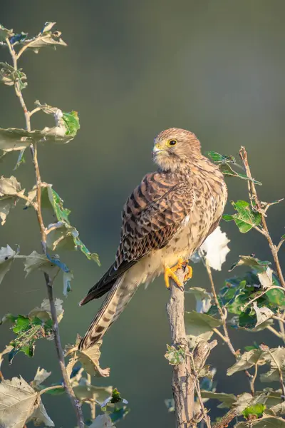 Dişi bir Kestrel Falco Tinnunculus 'un yakın plan portresi ağacın tepesindeki bir dalda dinleniyor.