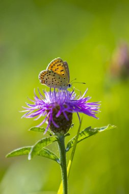 Sooty bakır kelebeği Lycaena tityrus yazın öküz gözü papatyasında tozlanıyor..
