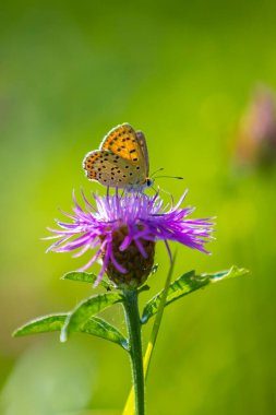 Sooty copper butterfly Lycaena tityrus pollinating on a oxeye daisy in summer. clipart