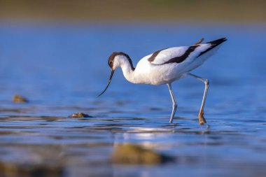 Pied Avocet, Recurvirostra avosetta; parent looking after chick foraging in water clipart
