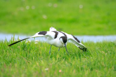 Close-up of a Pied Avocet, Recurvirostra avosetta, mating in a field clipart