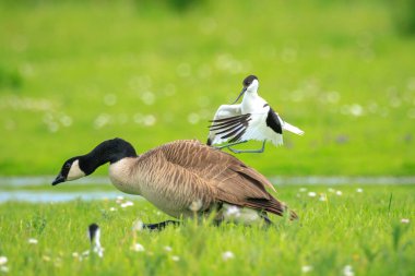 Pied Avocet 'in yakın çekimi, Recurvirostra avosetta, Kanadalı bir kaza saldırıyor.