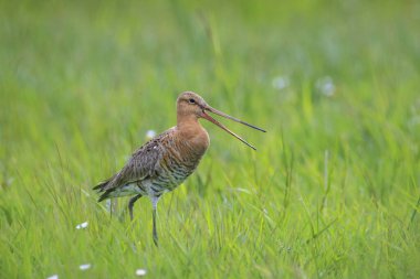 Siyah kuyruklu bir Godwit, Limosa Limosa, Akşamüstü güneşi önündeyken çiftlikte avazı çıktığı kadar bağıran dalgıç kuşu. Avrupa nüfusunun çoğu Hollanda 'da ürer..
