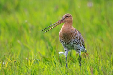 Siyah kuyruklu bir Godwit, Limosa Limosa, Akşamüstü güneşi önündeyken çiftlikte avazı çıktığı kadar bağıran dalgıç kuşu. Avrupa nüfusunun çoğu Hollanda 'da ürer..