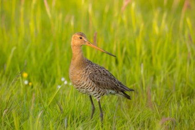 Siyah kuyruklu bir Godwit, Limosa Limosa, öğleden sonra güneşi önündeyken tarlada avazı çıktığı kadar bağıran dalgıç kuşu. Avrupa nüfusunun çoğu Hollanda 'da ürer..
