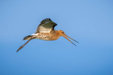 Siyah kuyruklu lanet limosa Limosa mavi bir gökyüzüne karşı uçuş. Avrupa nüfusunun çoğu Hollanda'da ürer.