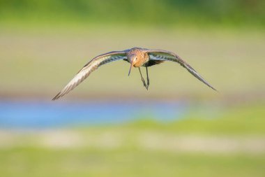 Siyah kuyruklu lanet limosa Limosa mavi bir gökyüzüne karşı uçuş. Avrupa nüfusunun çoğu Hollanda'da ürer.