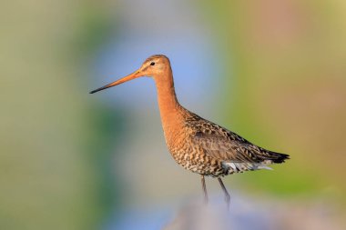 Siyah kuyruklu bir tanrıça, Limosa Limosa, Tarım arazisindeki bir direğe tünemiş, önünde öğleden sonra güneşi olan bir kuş..