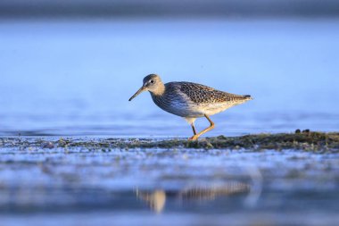 Ortak redshank tringa totanus güneşli bir da suda yem kuş wading