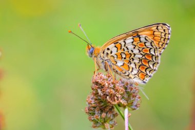 Knapweed fritiller, Melitaea phoebe, kelebek dinleniyor ve güneş ışığında tozlaşıyor..