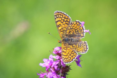Close-up of glanville fritillary, melitaea cinxia, butterfly mating in a meadow clipart